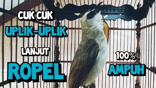 suara trucukan gacor cuk cuk uplik lanjut ropel panjang pancingan trucukan agar bunyi nyaut ropel