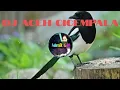 Download Lagu Dj Cicem pala Dj Gayo Aceh