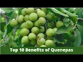 Top 10 Benefits of Quenepas