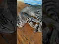 Download Lagu Wat U do for living miaw? | 😻😻😻😻