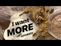 FEEDING my GREEDY TARANTULAS