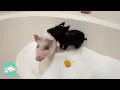 Mini Pig Rules House Until Giant Brother Comes Along Cuddle Buddies