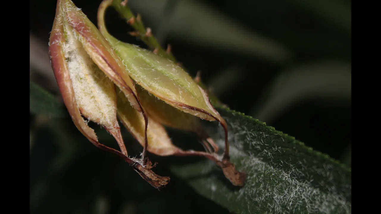 ORCHID SEEDS HOW DOES AN ORCHID GROW