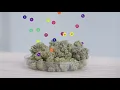 What are terpenes Leafly