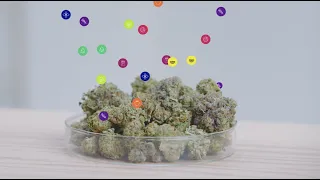 What are terpenes Leafly