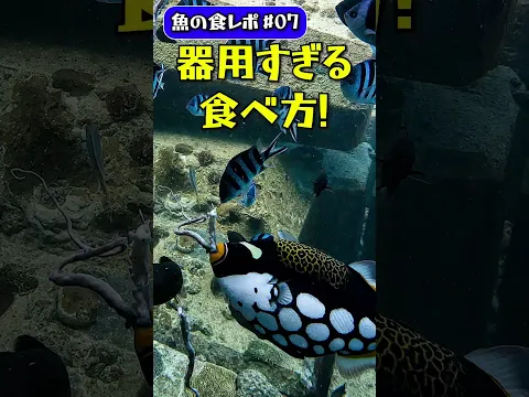 【水中映像】 器用すぎる食べかた