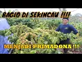 Download Lagu BAGIO, SATU KLON UNGULAN YANG SANGAT LUARBIASA SEKINCAU LAMPUNG BARAT.