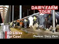 Lagu IN NYAHURURU FOR A DAIRY FARM TOUR: 133 cows at 40 Litres of Milk per cow | Stevensons Dairy Farm
