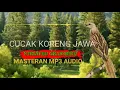 Download Lagu KICAUAN CUCAK KORENG JAWA GACOR MP3 AUDIO COCOK UNTUK PANCINGAN DAN MASTERAN