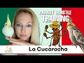 Download Lagu La Cucaracha ~ Parrot Whistle Training