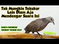 Download Lagu Burung Tekukur Dirumah Pasti Langsung Respon Dengar Suara Ini, Tekukur Liar Langsung Mendekat