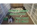 Sheltie Puppies From Birth to 8 Weeks - The Journey Shetland Sheepdog