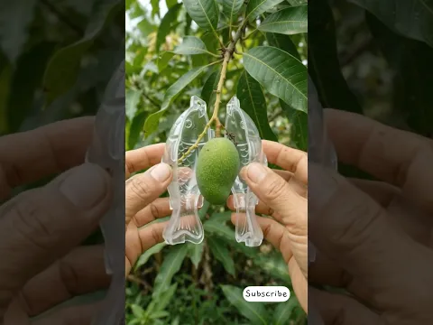 #fruit #garden #mango #fyp #viral #music #2026