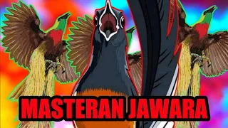 masteran murai batu pilihan juri masteran murai jawara