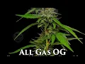 S12 Episode 2 All Gas OG Strain Review