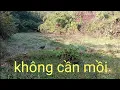 Download Lagu Bẫy chim quốc không cần chim mồi chỉ với loa và thòng ||| BÙI VĂN TUẤN