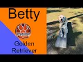 Jacksonville N C Dog Trainers - Betty the Golden Girl