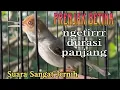 Download Lagu MASTERAN PRENJAK BETINA GACOR DURASI PANJANG SUARA JERNIH