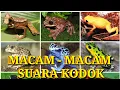 Macam - Macam Suara Kodok || Aneh Tapi Nyata