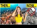 Download Lagu RAJA AMPAT: Paradise LOST? 🇮🇩