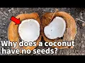 Download Lagu Alles wat je nog niet wist over kokosnoten | Coconut Disscetion