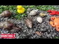 HUNTING SNAIL‼️ Mencari Siput Bekicot, Menemukan Banyak Kelomang, Katak, Lobster, Kepiting | Animals