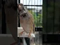 Download Lagu Blackthroat botswana jantan gacor suara jernih S2:E14 - Pet ON