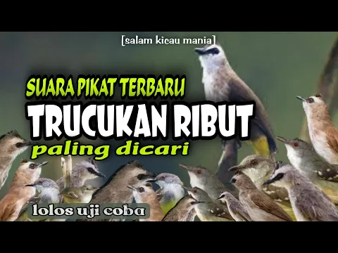 Suara Pikat Burung Trucukan Ampuh Terbaru Suara Pikat Paling Dicari
