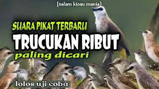 suara pikat burung trucukan ampuh terbaru suara pikat paling dicari