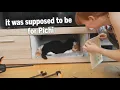 Lagu I made a quiet box for our cats