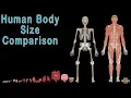Download Lagu Human Body  and Human Body Size Comparison | Human Anatomy Size Comparisons