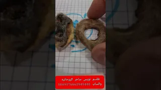 ناموس کفتار خر مهره بجل گرگ 