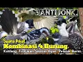Download Lagu Suara Pikat Burung Kutilang. Trucukan. Sikatan Kipas. Pelatuk Beras. Kombinasi Pilihan..