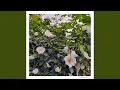 Download Lagu Prunus Persica