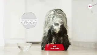 Royal Canin Dermacomfort tápok kutyáknak | Petissimo