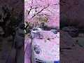 Download Lagu cherry blossom 🌸