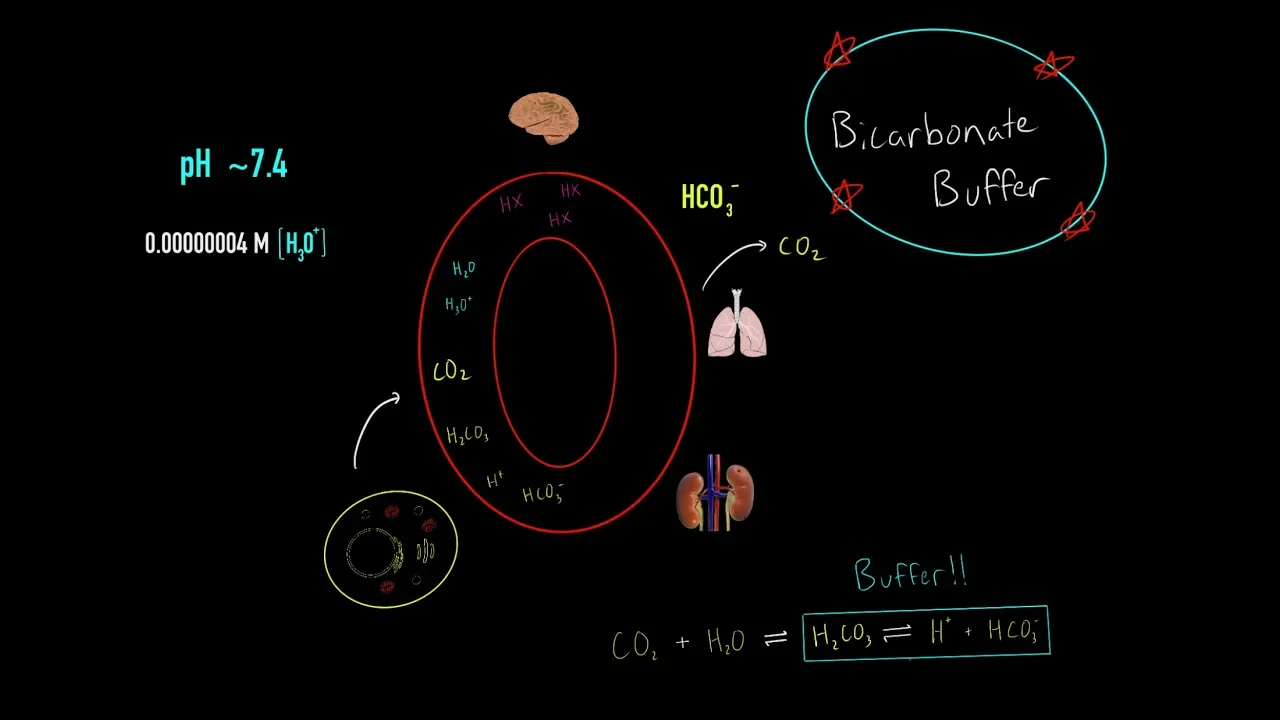 Bicarbonate Buffer System, Respiratory & Kidney Buffer System Maintaining Blood pH MCAT