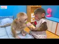 Download Lagu BiBi helps dad cook breakfast for baby monkey OBi