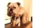 Funny Dogs GIFs