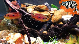 Download CICHLID BABIES!! Raised Without Baby Brine Shrimp - Hemichromis Lifalili \ MP3