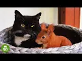 This Rescued Squirrel Thinks This Cat Is His Mom And What He Does Is Incredible