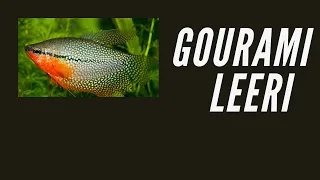 Download Gourami Leeri  trichogaster MP3