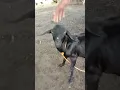 Funny Goat smelling his own butt