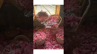 فرحين بما اتاهم الله من فضله  قرآن  قران كريم مباشر  قرآن كريم دندنها