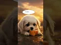 Download Lagu The Day It Rained, A Small Dog Was Left Alone #pets #dailydiscovery #puppy #animals