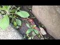 2 huge worms getting freaky