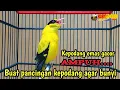 Download Lagu KEPODANG EMAS GACOR || SUARA BURUNG KEPODANG GACOR cocok buat PANCINGAN PODANG AGAR BUNYI IKUT GACOR