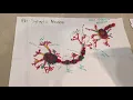 Candy Neuron