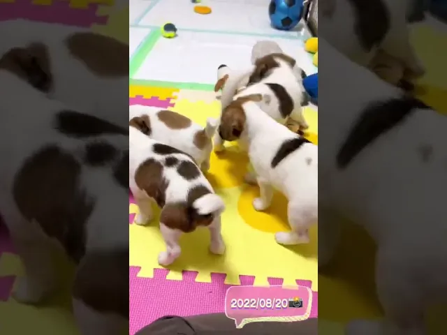 動画