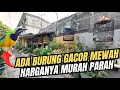 Download Lagu GILA! BURUNG SEMEWAH INI DIJUAL MURAH DI JAKARTA SELATAN‼️